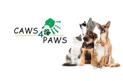 Caws 4 Paws Featured