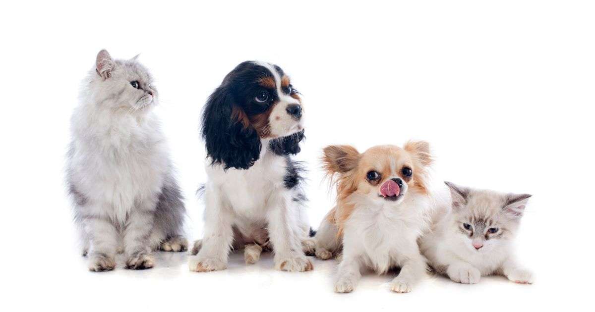 Plaashonde en Katter