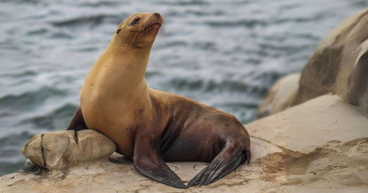 Rabies in Seal Mossel Bay